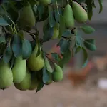 Bejeque Feriehus *