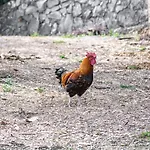 Bejeque