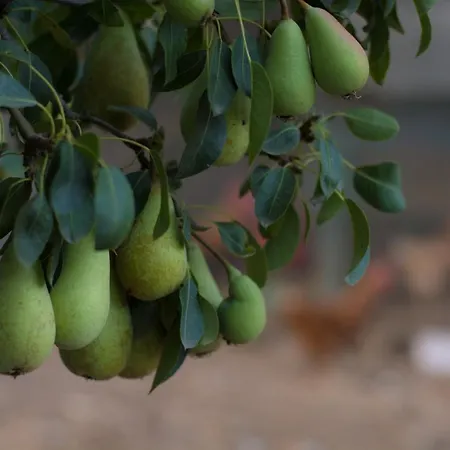 Bejeque Casa de Férias *